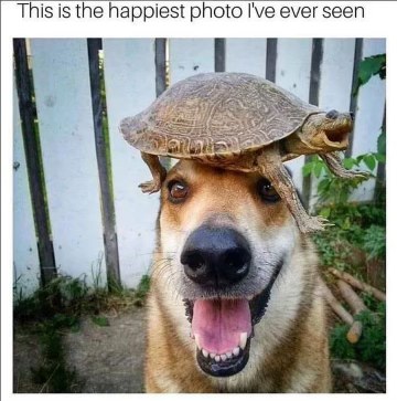 When your pet is your biggest fan and also your hat.
