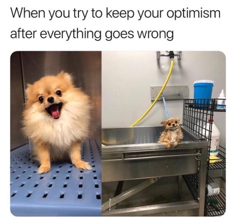 When you start the day full of energy but end it looking like a wet dog