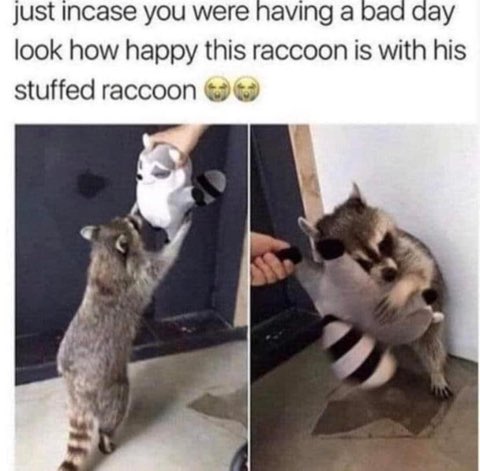 OMG this raccoon is so happy to get its own stuffed raccoon. My heart!