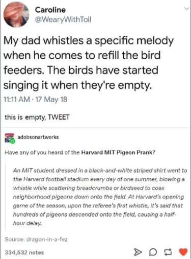 The birds are training for the Harvard MIT Pigeon Prank and demanding snacks.