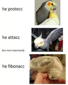 He protecc, he attacc, but most importantly... he fibonacc.