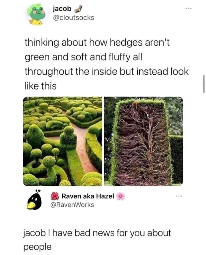Someone just found out what hedges actually look like on the inside and it's shook