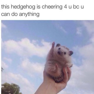 This little hedgehog is cheering you on, you can literally do anything!