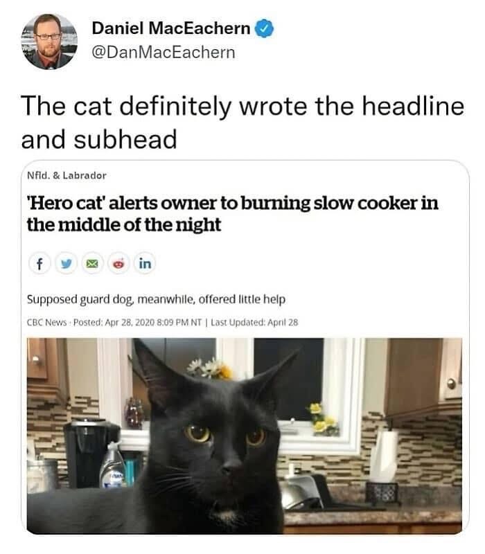 This cat looks like it totally wrote the news article about itself being a hero, and threw the dog under the bus.