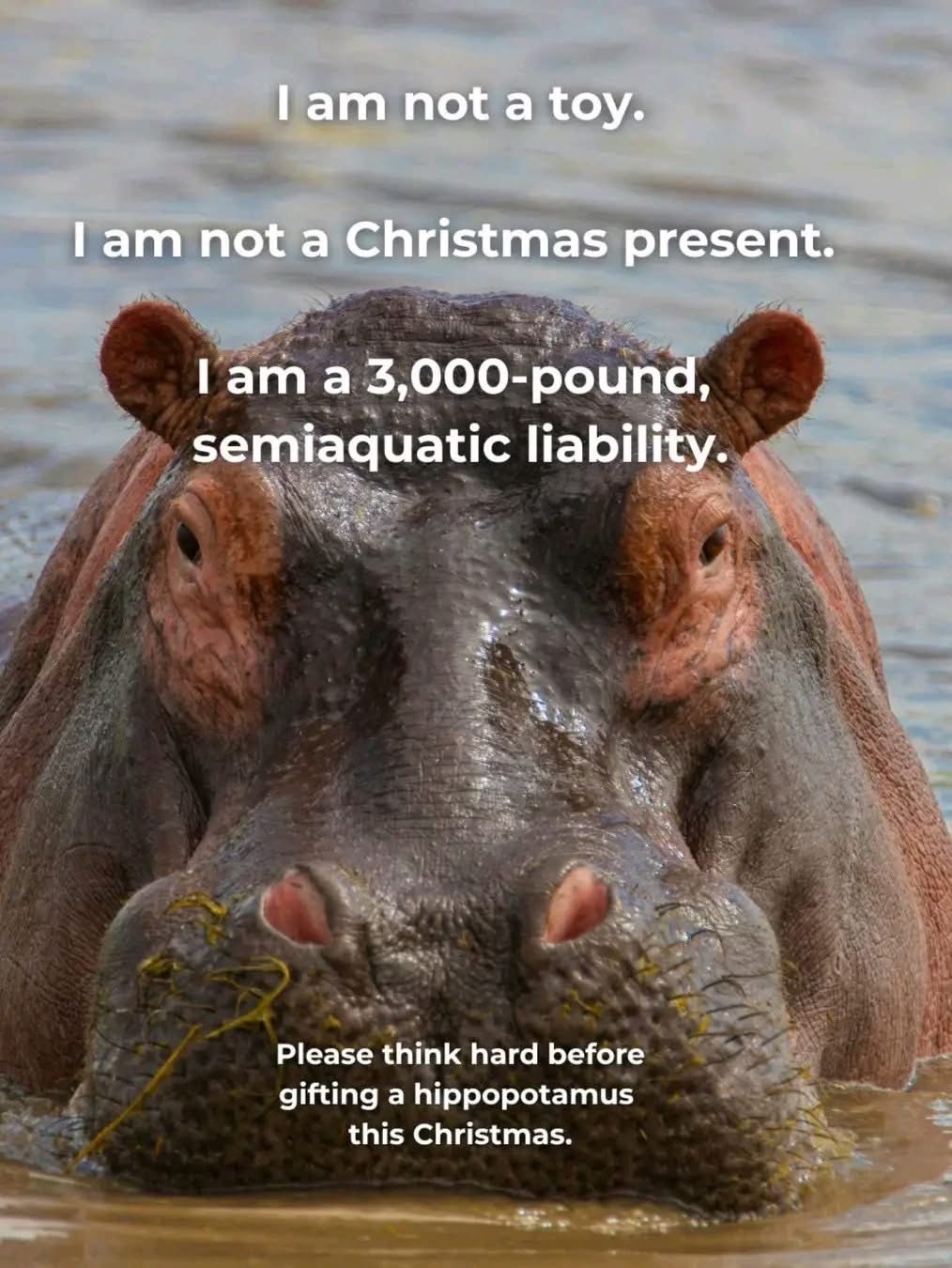 lol okay but who is actually gifting a hippopotamus for Christmas??