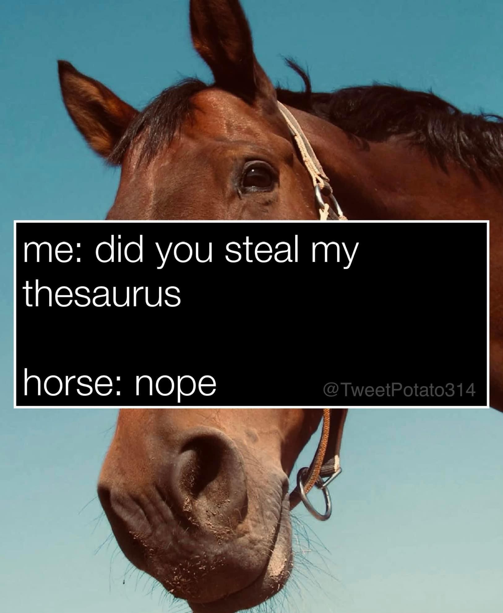 The horse's very unconvincing denial of stealing my thesaurus is cracking me up