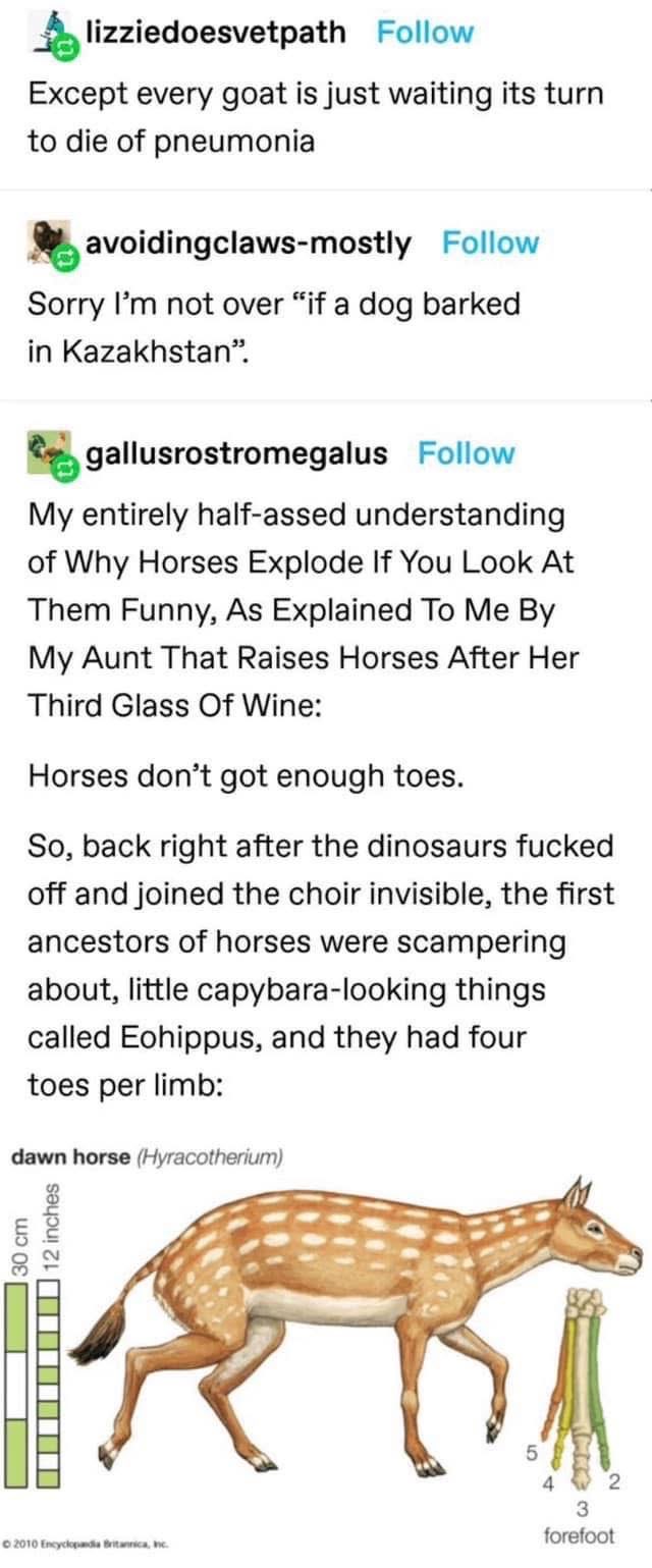 Horses explode if you look at them funny? My aunt explained it was bc they didn't have enough toes.  And then she told me about the dinosaurs.