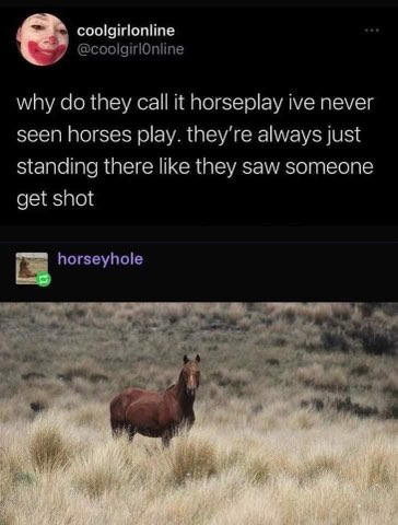 Lol, why is it called horseplay when horses just look utterly traumatized all the time?