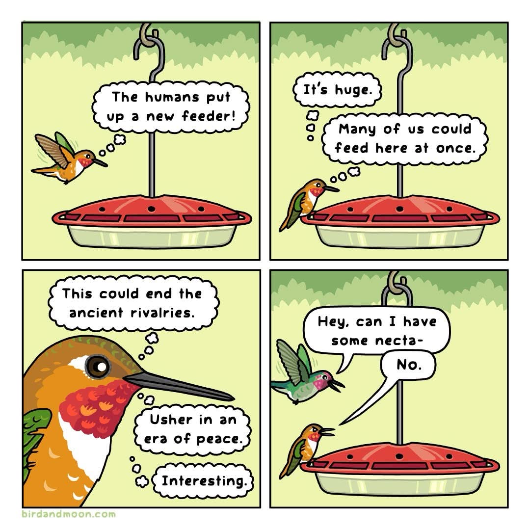 Me thinking a new feeder would bring world peace but it's just more bird drama