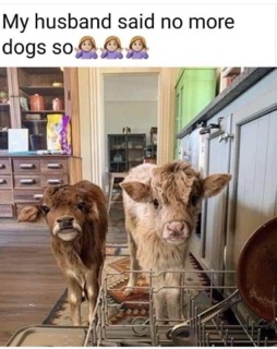 My husband said no more dogs, so I got cows instead and put them in the dishwasher. Close enough.