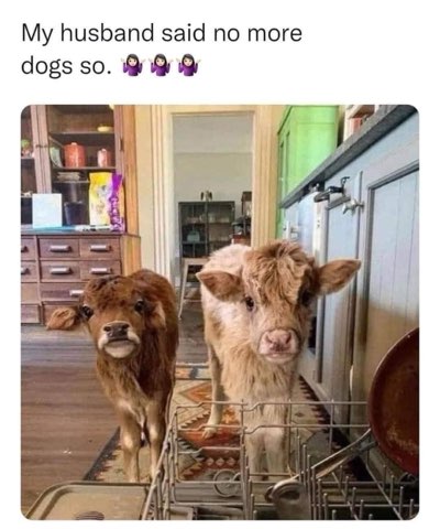 My husband said no more dogs so my cows are now inside