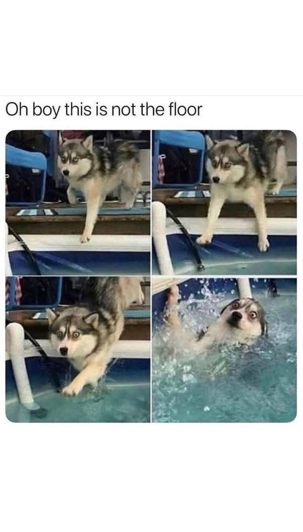 This husky thought he was stepping onto a solid surface but nope, straight into the pool lol
