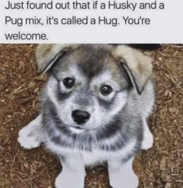 Wait, a Husky and a Pug mix is called a Hug? Mind blown.