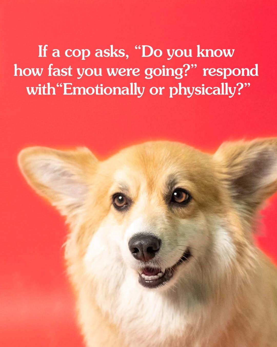This is how I'm gonna answer if a cop pulls me over from now on.