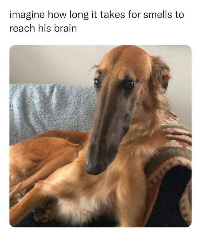 imagine how long it takes for smells to reach his brain