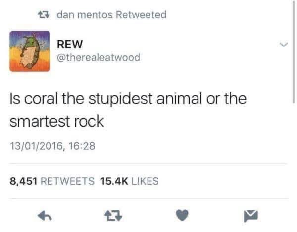 Is coral like, the dumbest animal or the smartest rock, I can't decide