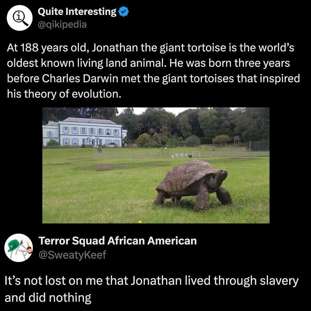 This tortoise has seen some history, and apparently did nothing about it