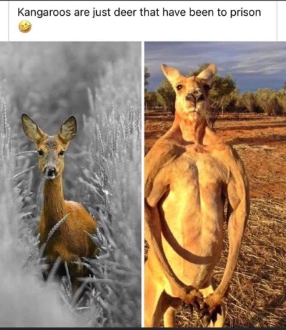Lol, they really do look like deer that went through some tough times