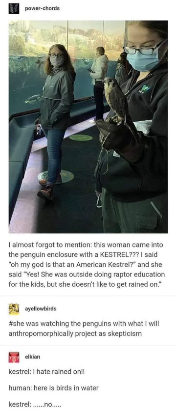 This bird did not appreciate being brought to the penguin exhibit because she hates rain.