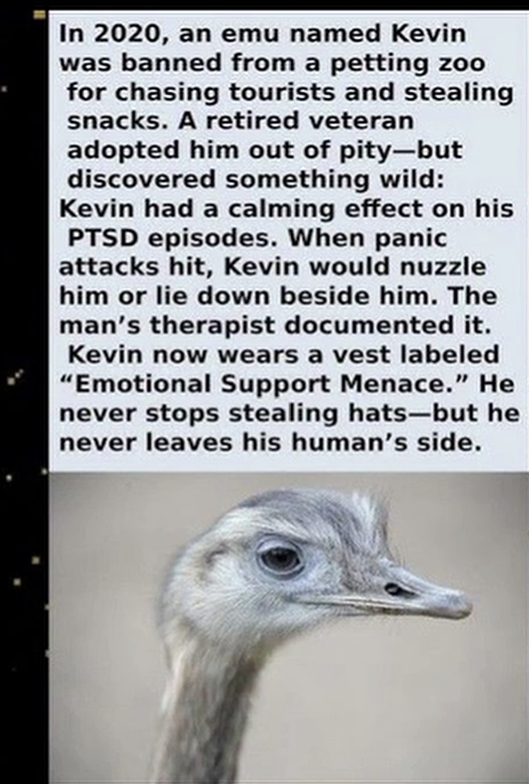 This emu stealing hats for his veteran owner is the hero we all need, even if he's an "Emotional Support Menace."