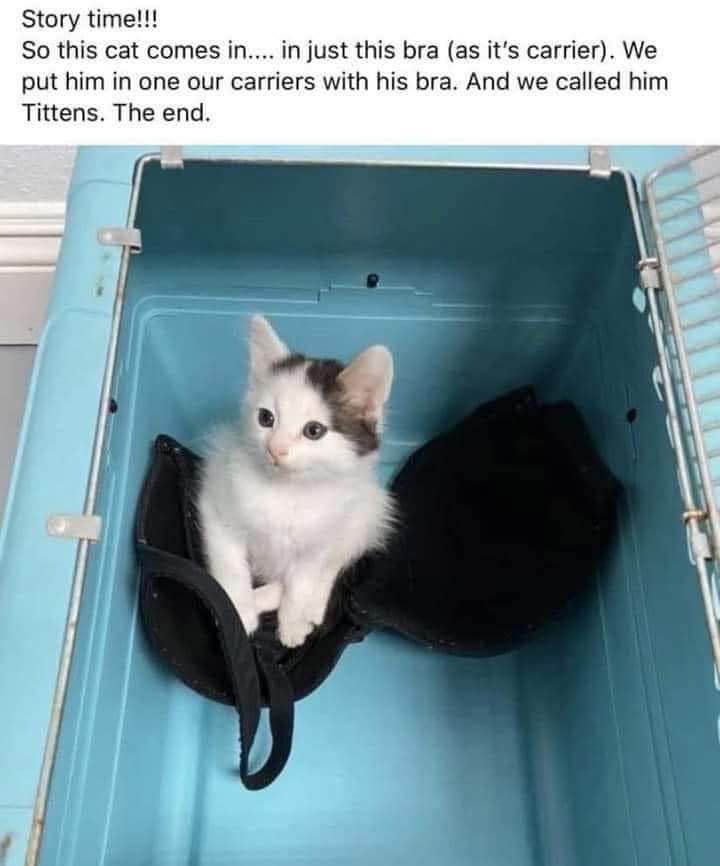 This cat literally came in a bra and they named him Tittens. I can't.