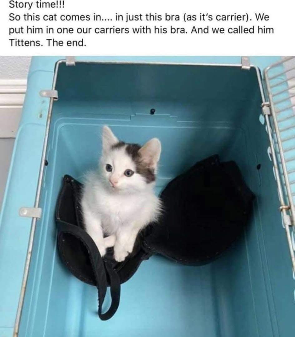 When you find out your new pet's name is Tittens because he was found in a bra.