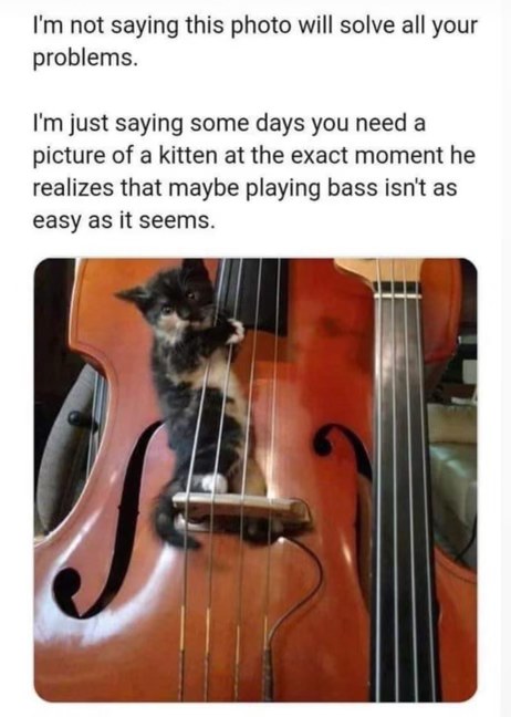 This kitten is having second thoughts about becoming a bass virtuoso.