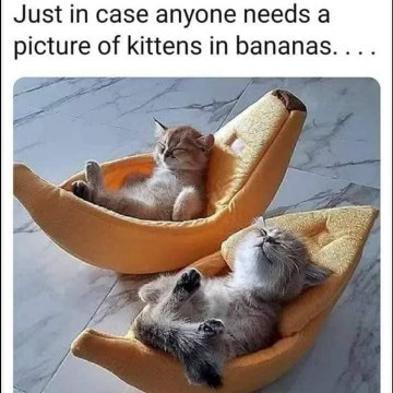 Literally just two kittens chilling in banana-shaped beds. You're welcome.