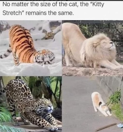 LOL, no matter how big the cat, the weird stretch is the same