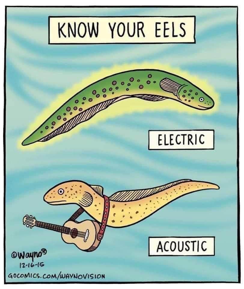 Guess which eel is gonna serenade you and which one is gonna zap you.