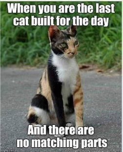 This cat looks like they ran out of spare parts halfway through construction