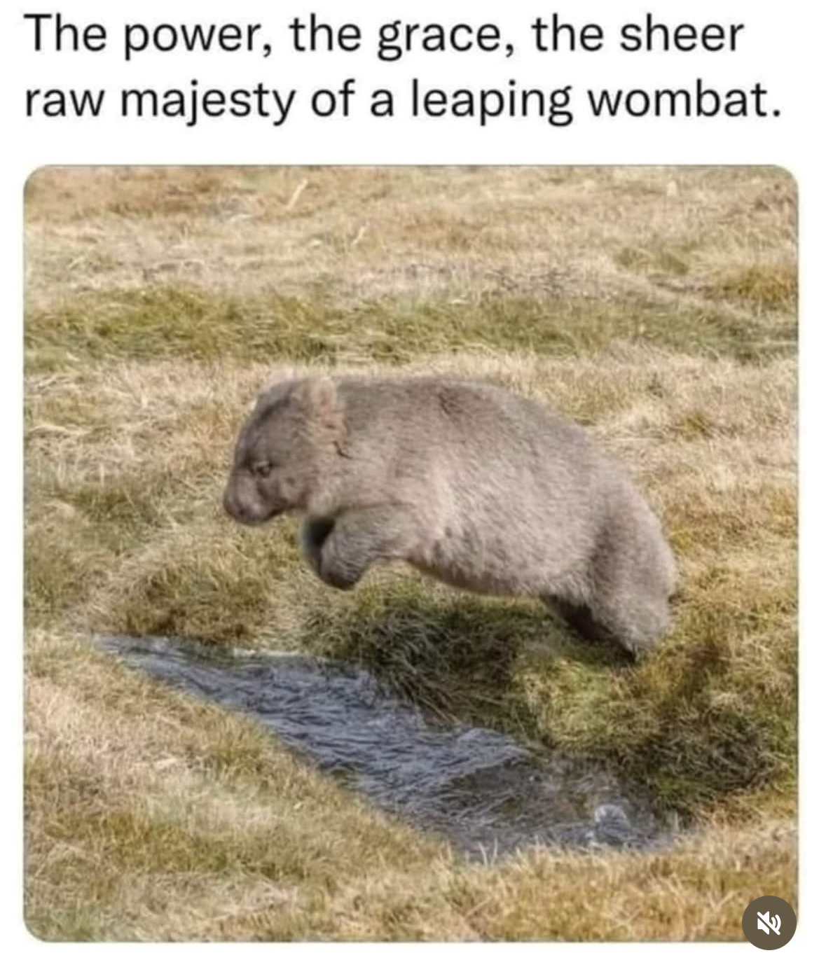 Me trying to be graceful but still looking like a fluffy potato mid-air.