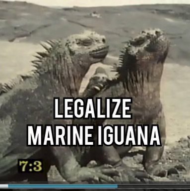 petition to legalize the marine iguana, they've done nothing wrong