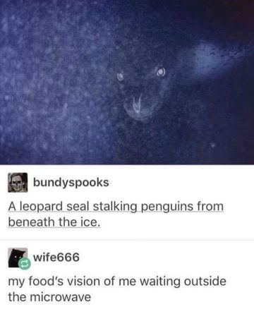 I'm the seal, waiting for my food to be done in the microwave.
