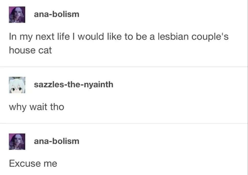 Someone wants to be a lesbian couple's house cat in their next life, and someone else is like 'why wait til then?'