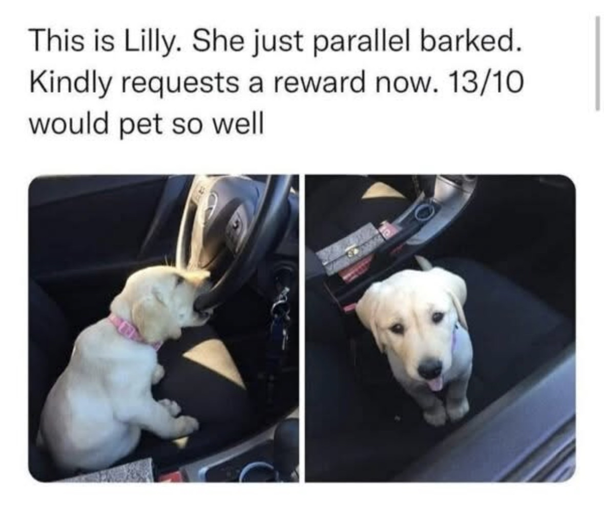 When you parallel park for the first time and immediately demand treats.