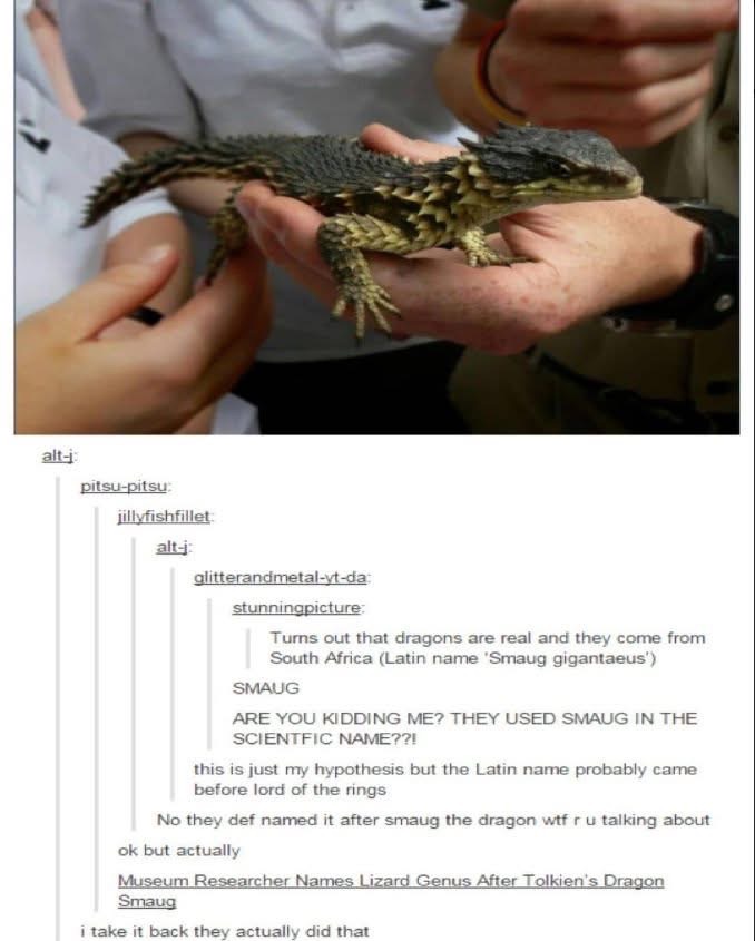 omg they named a lizard after Smaug and it's called the 'Smaug gigantaeus' I can't