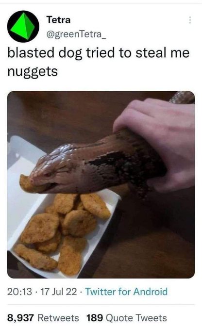 When you're trying to guard your nuggets but it's not a dog, it's a literal lizard monster.