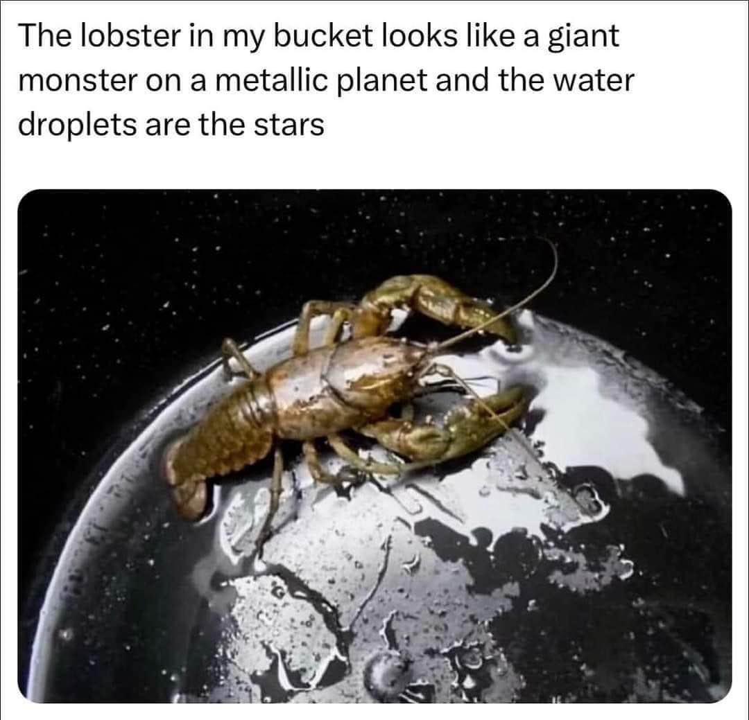 Whoa, this lobster in a bucket looks like a sci-fi movie poster