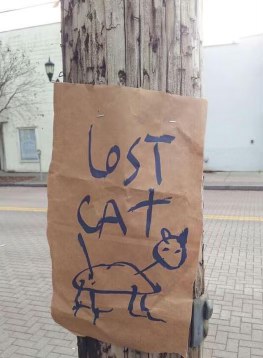 Pretty sure this is more of a lost turtle than a cat