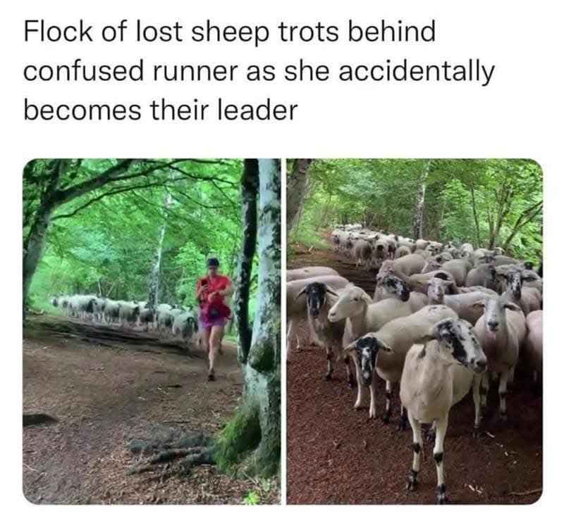 Me just trying to get my steps in and accidentally becoming the leader of a lost flock of sheep