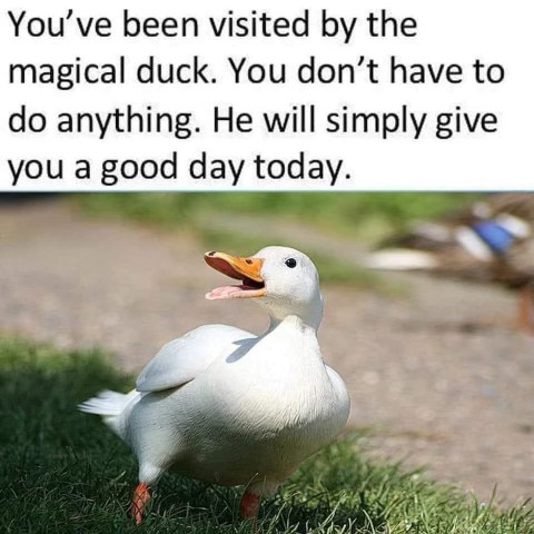 Ok then, magical duck, you've convinced me.