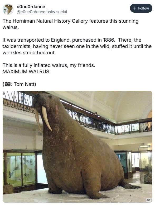 This taxidermied walrus looks like it just inhaled a whole buffet to itself. MAXIMUM WALRUS indeed.