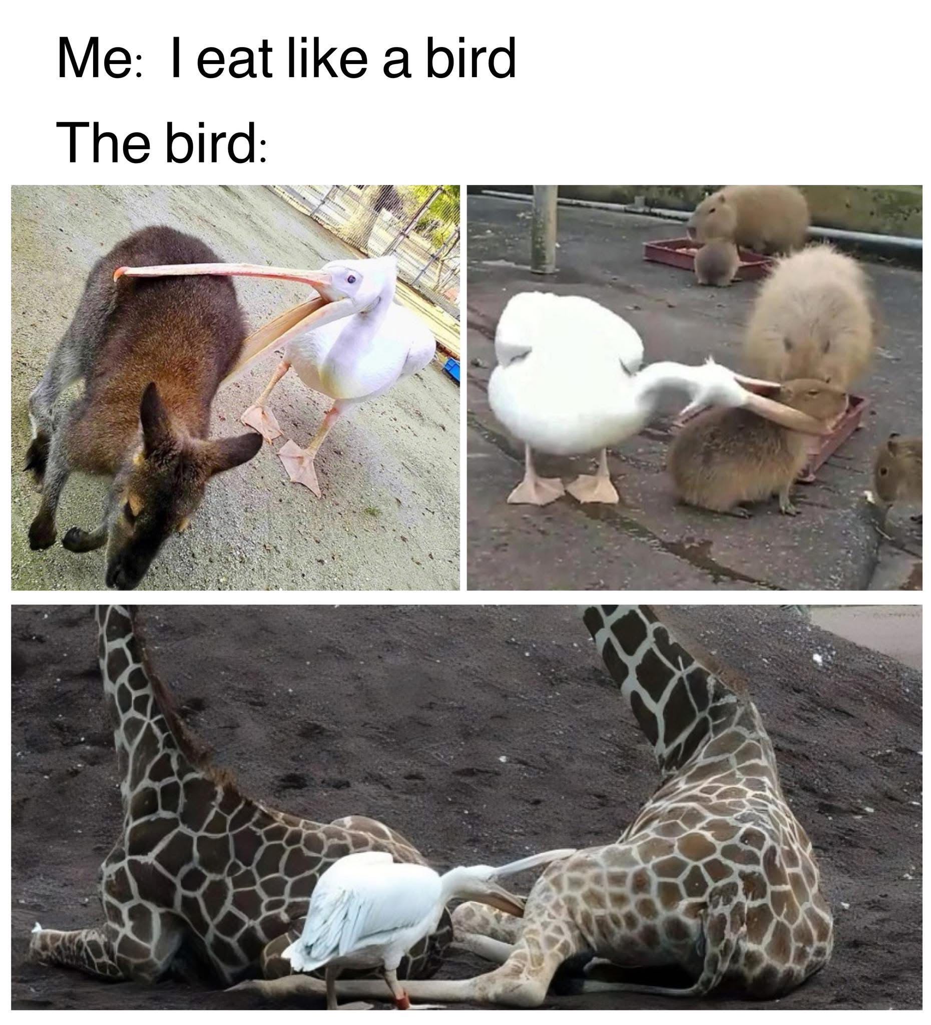 Me: 'I eat like a bird' The bird: