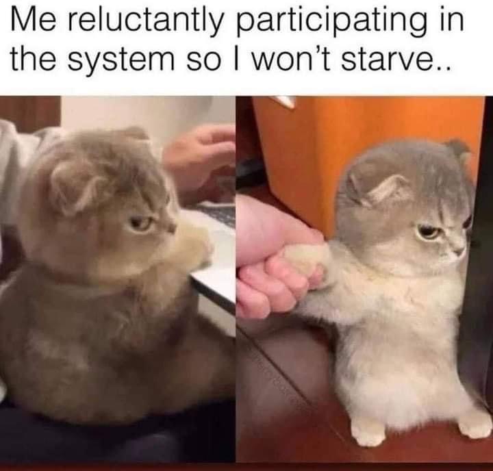 Me logging into work so I don't get fired and can buy more cat food.