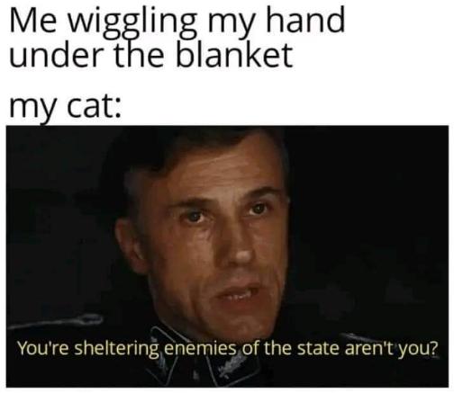 My cat when I try to play with them under the covers