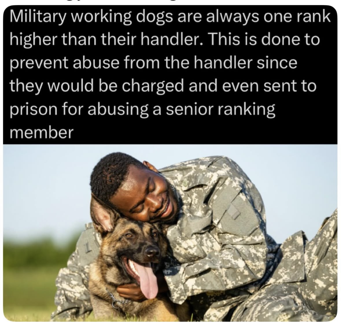 So basically dogs outrank us in the military. That's wild.