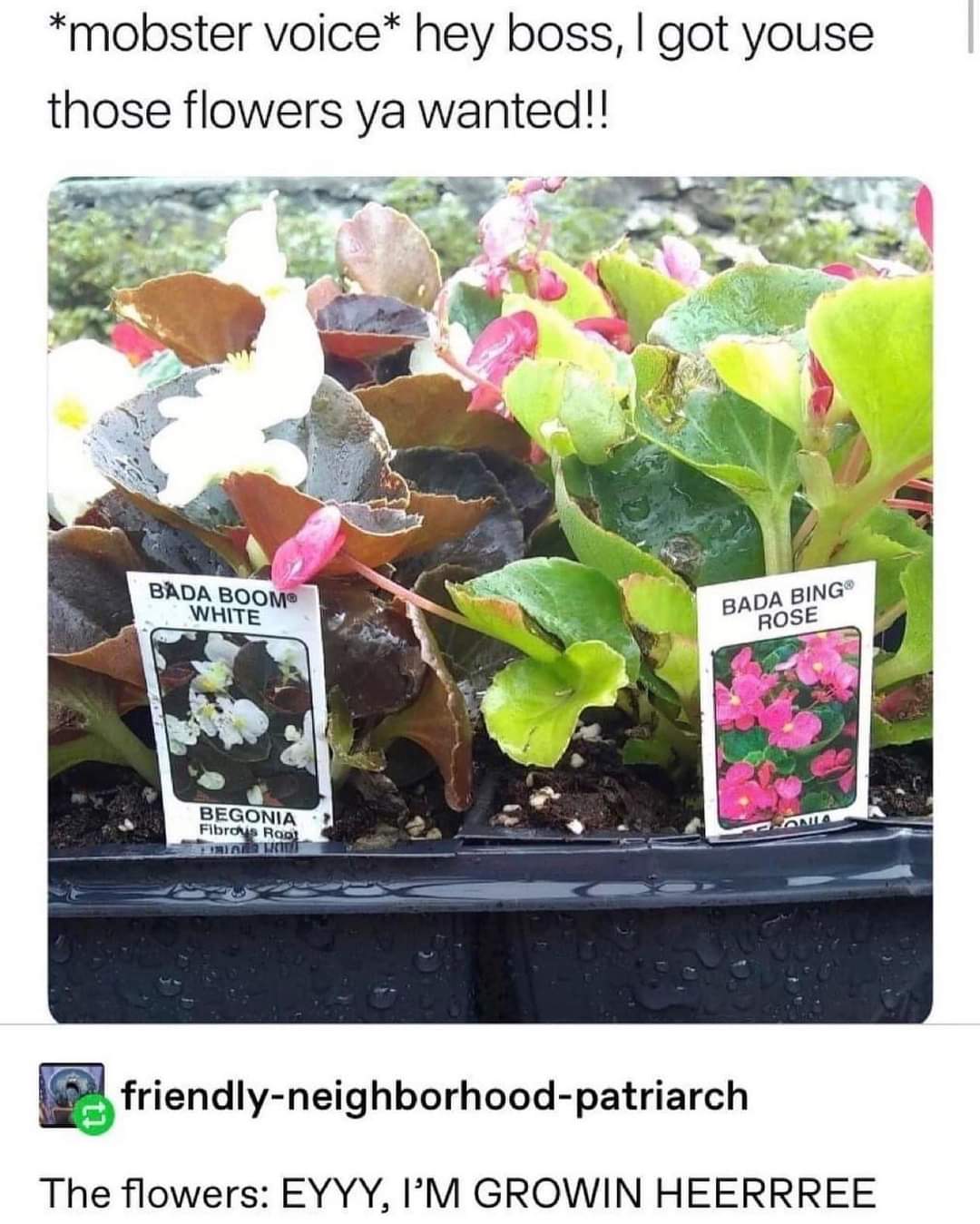 This dude with the mobster voice introducing his flowers like he's bringing the heat, and then the flowers themselves are like 'EYYYY, I'M GROWIN'