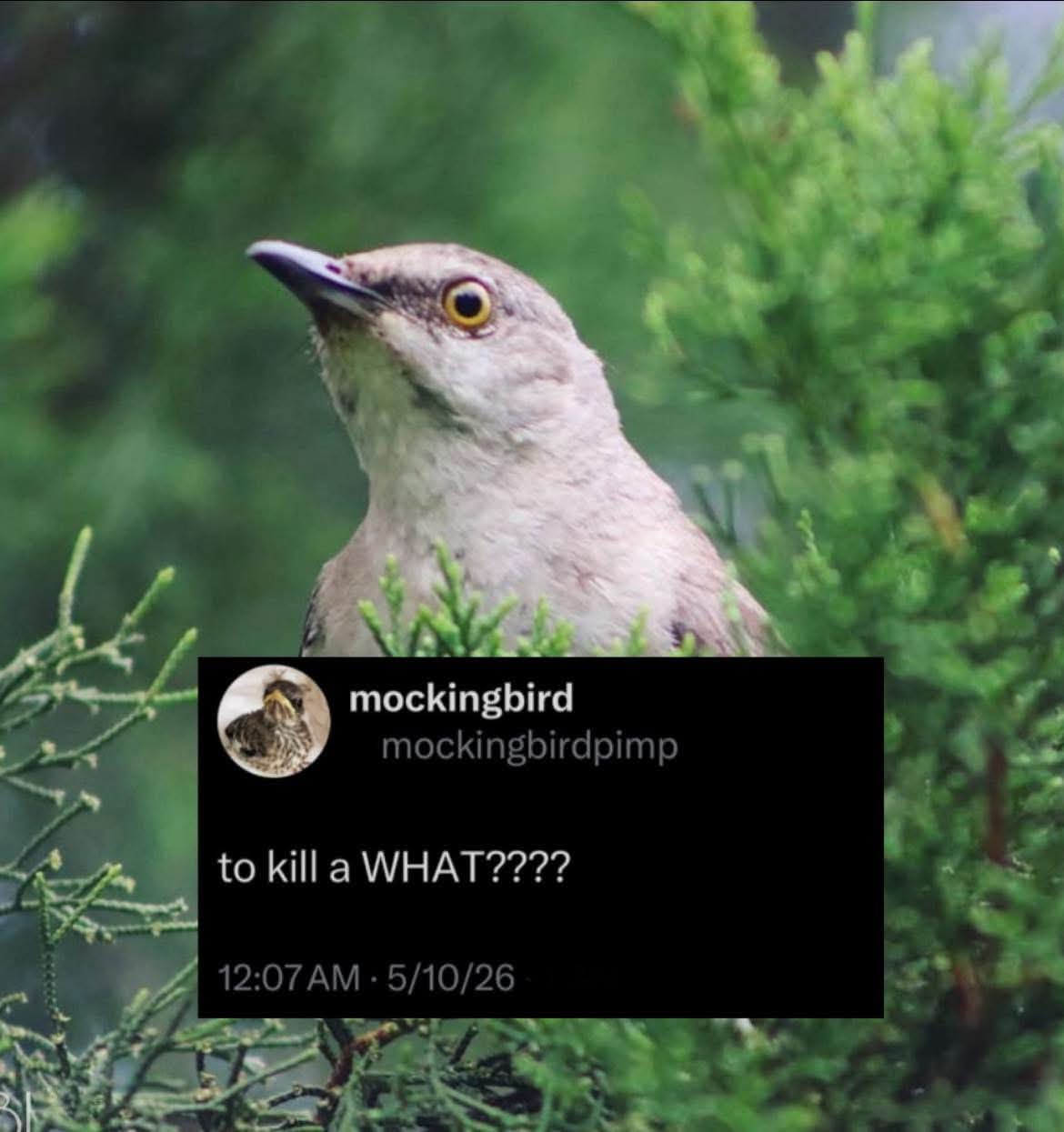 Me realizing mockingbirds are the ones who should be worried about being killed.