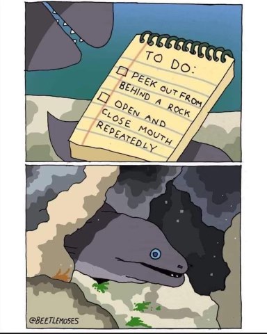 When you try to follow your friend's advice on how to hunt but you're a moray eel.